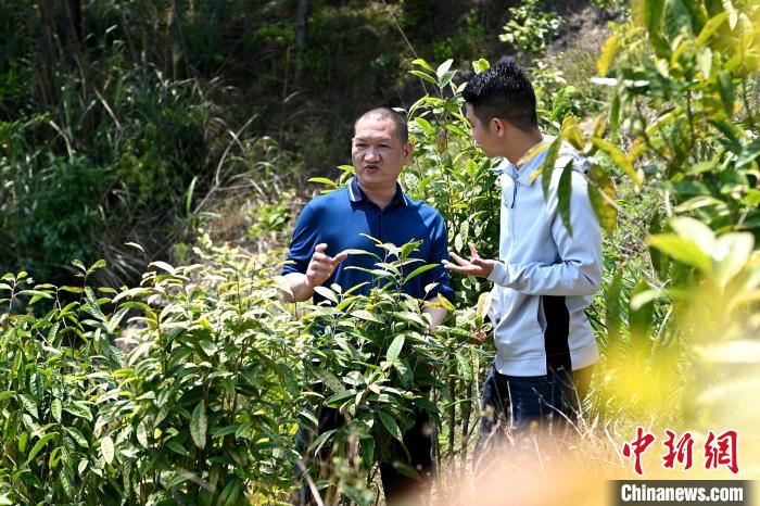 張高漢向參訪者介紹金花茶種植情況。　張金川 攝