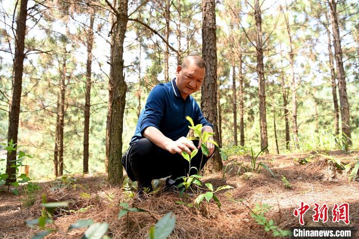 張高漢查看在松樹林下剛套種不久清明茶的生長情況?！埥鸫?攝